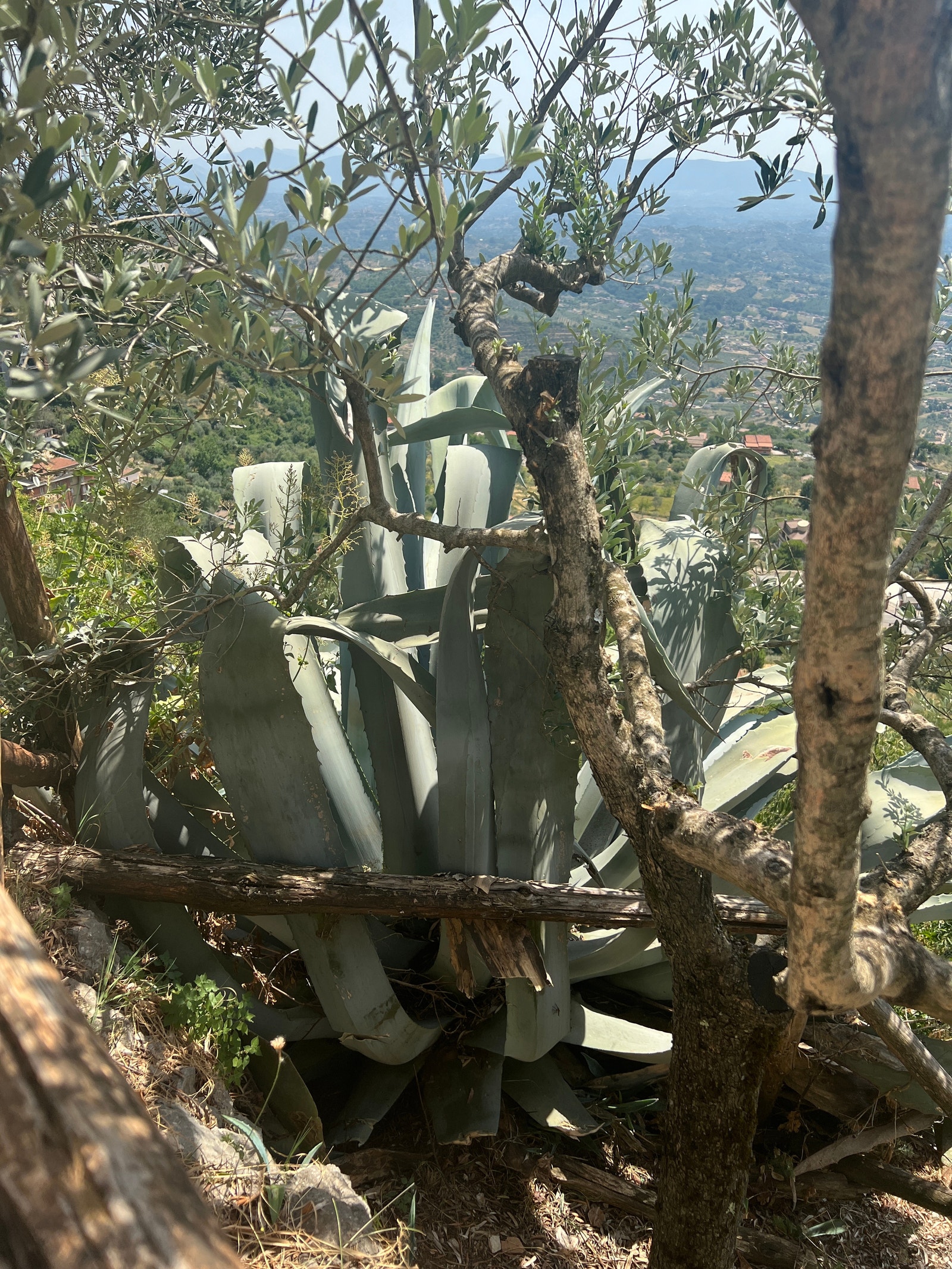 Aloe vera-planter i hagen Galleribilde