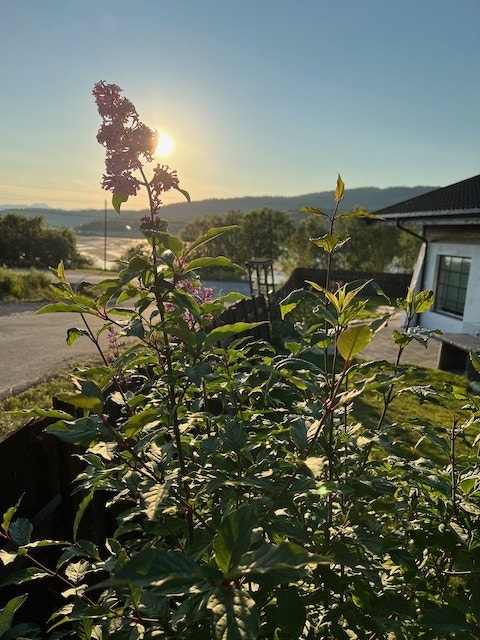 NB! NY PRIS Tyrolerhuset til høyre. Galleribilde