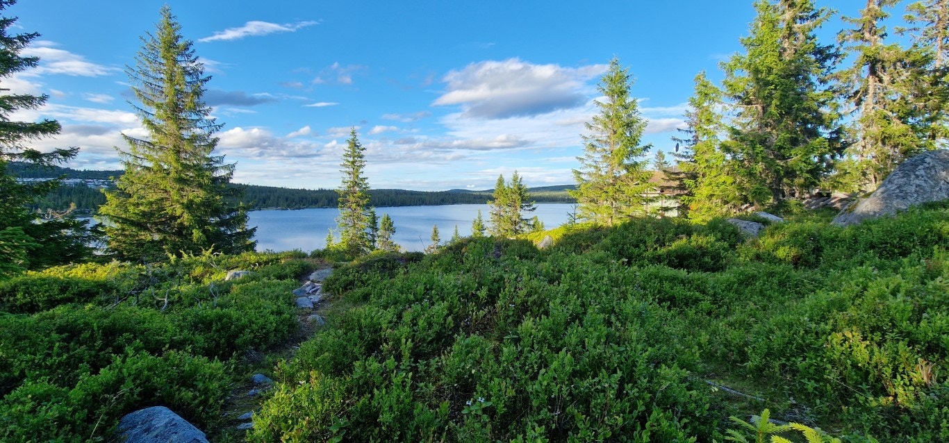 Fin utsikt langs åskammen på Vassbakken Galleribilde