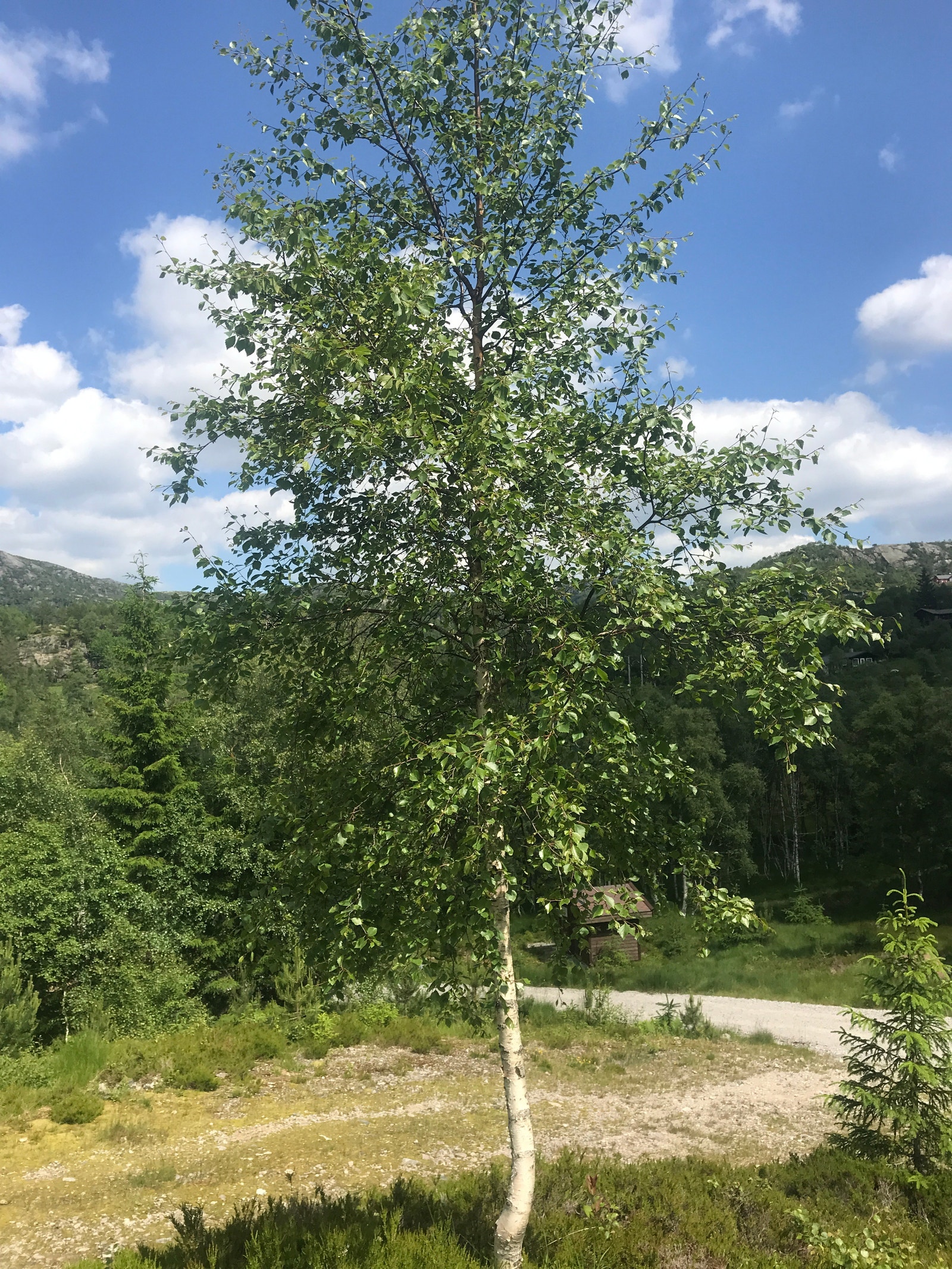 Utfor hytta Galleribilde