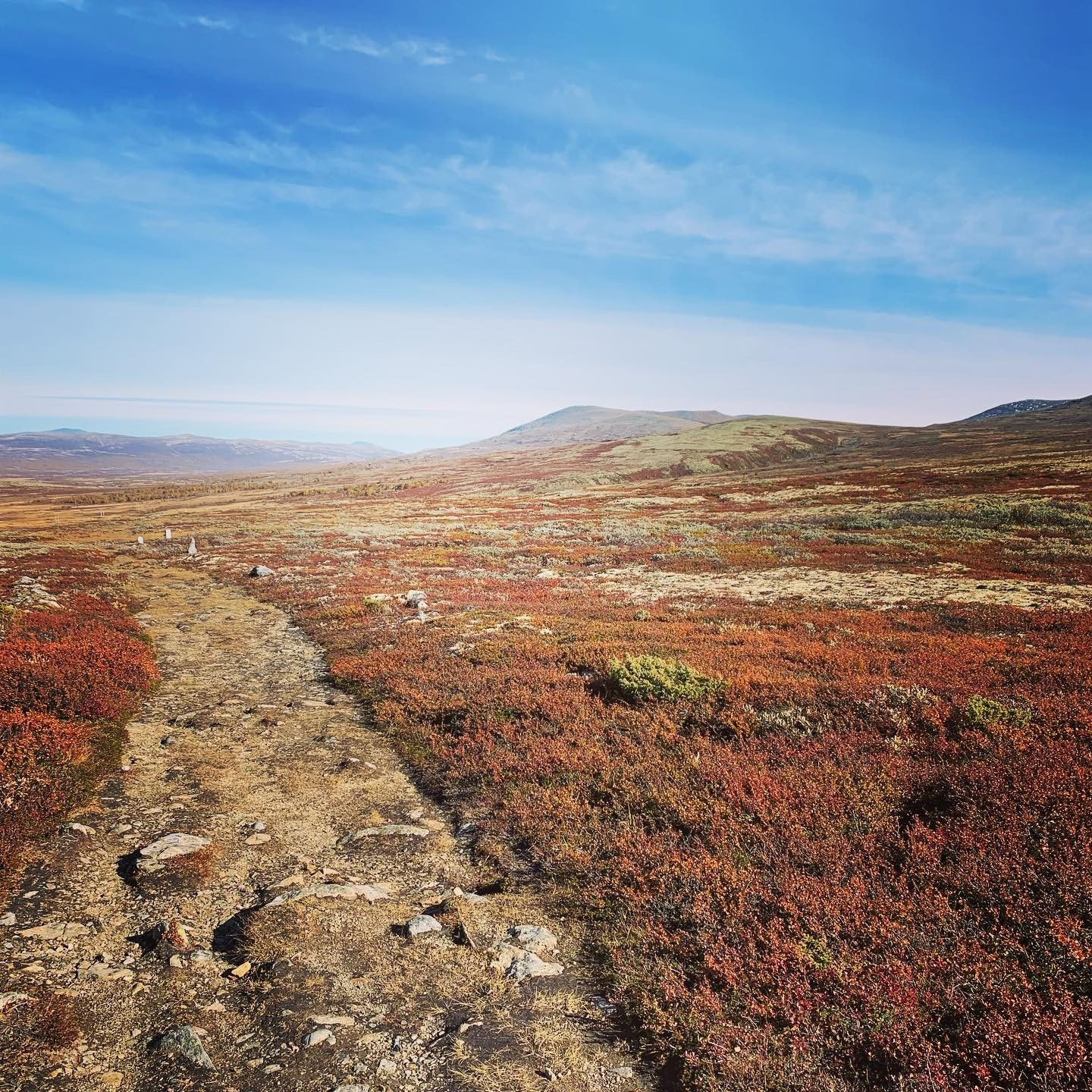 fantastiske turmuligheter på Dovrefjell i gangavstand Galleribilde