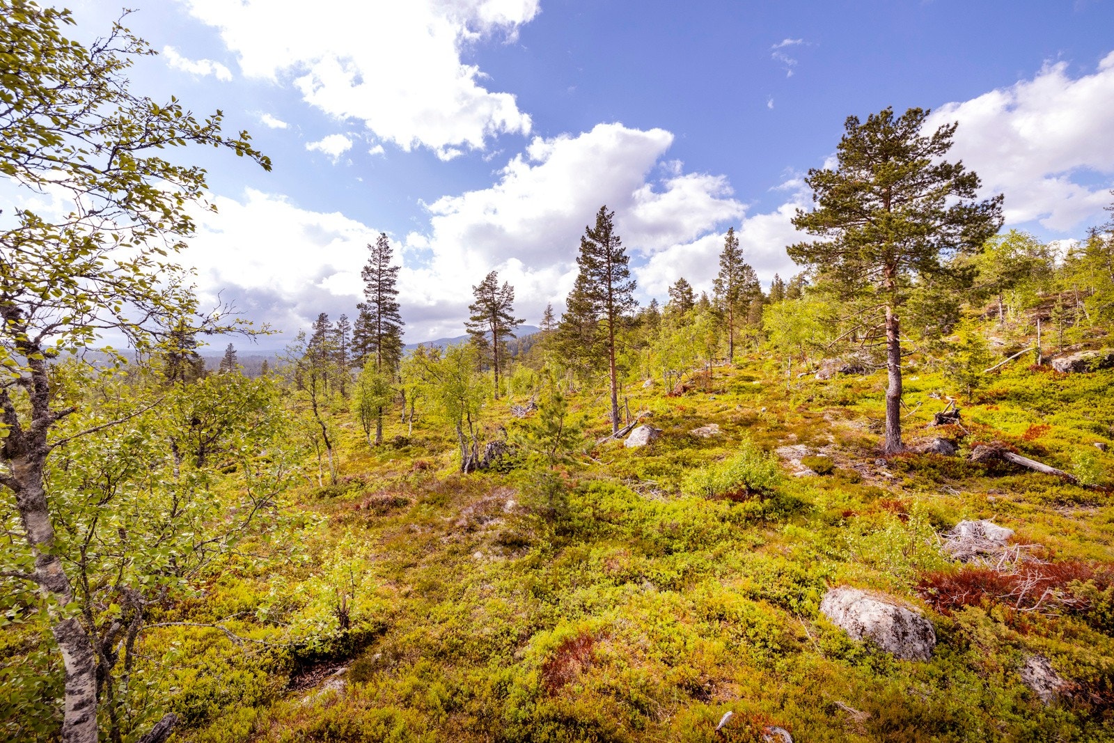 Avstander: Hønefoss ca. 44km, Oslo ca. 100 km. Galleribilde