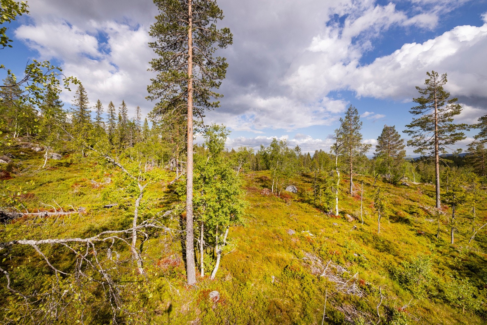 I foten av Vikerfjell finner vi bla. golfbane og Sperillen for bading. Galleribilde