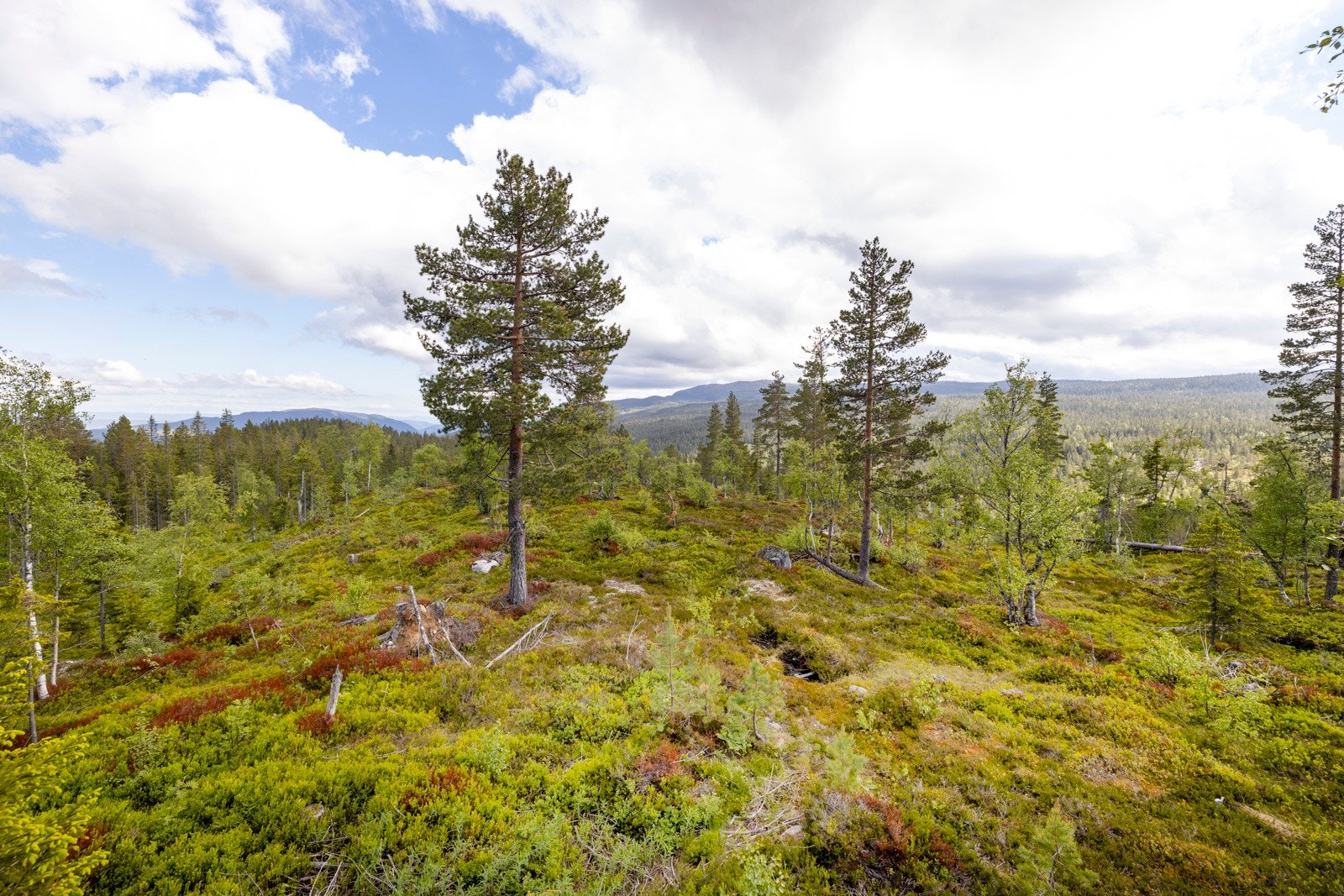 Vikerfjell er Oslos nærmeste høyfjell. Galleribilde