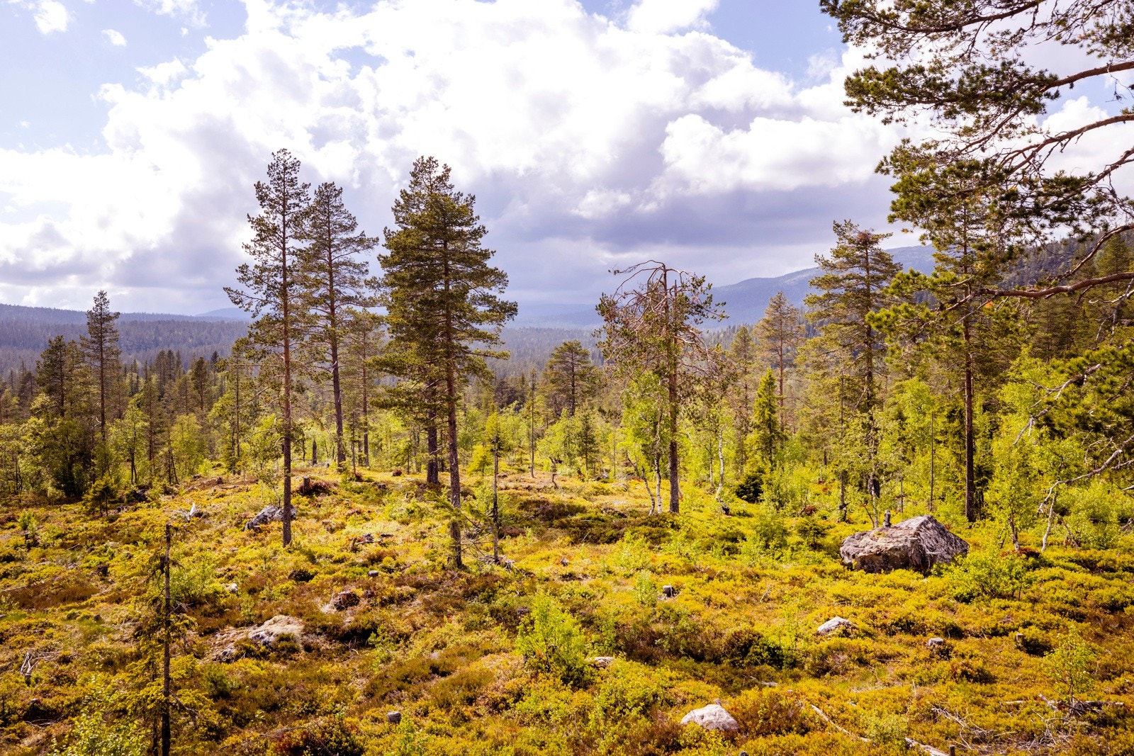 Velkommen til Heimseterhøgda 35! Galleribilde