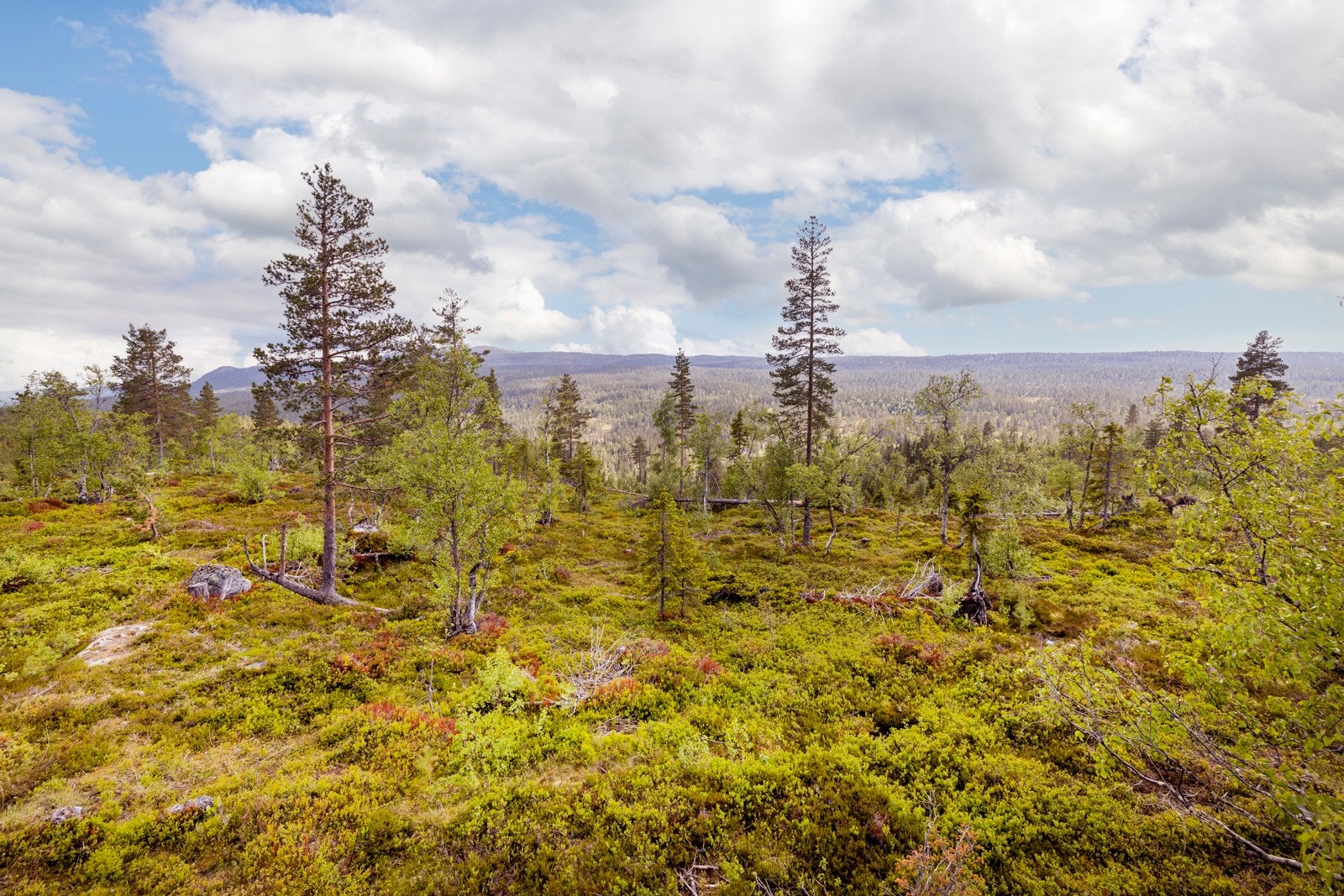 Visning på eget initiativ, eller kontakt megler. Galleribilde