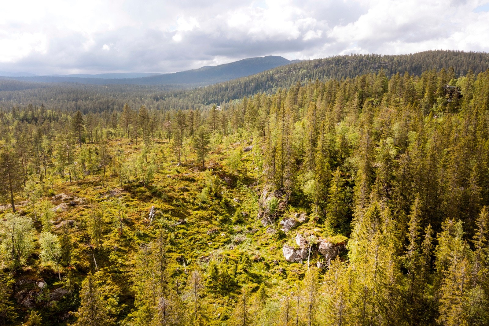 Opparbeidelse av bilvei frem til tomten vil bli påbegynt i august. Galleribilde