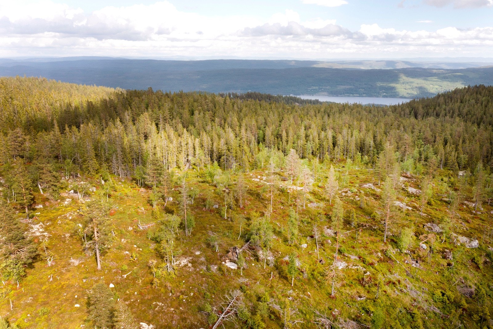 Reguleringsplanen tillater 90 kvm BRA hytte og 20 kvm uthus. Galleribilde