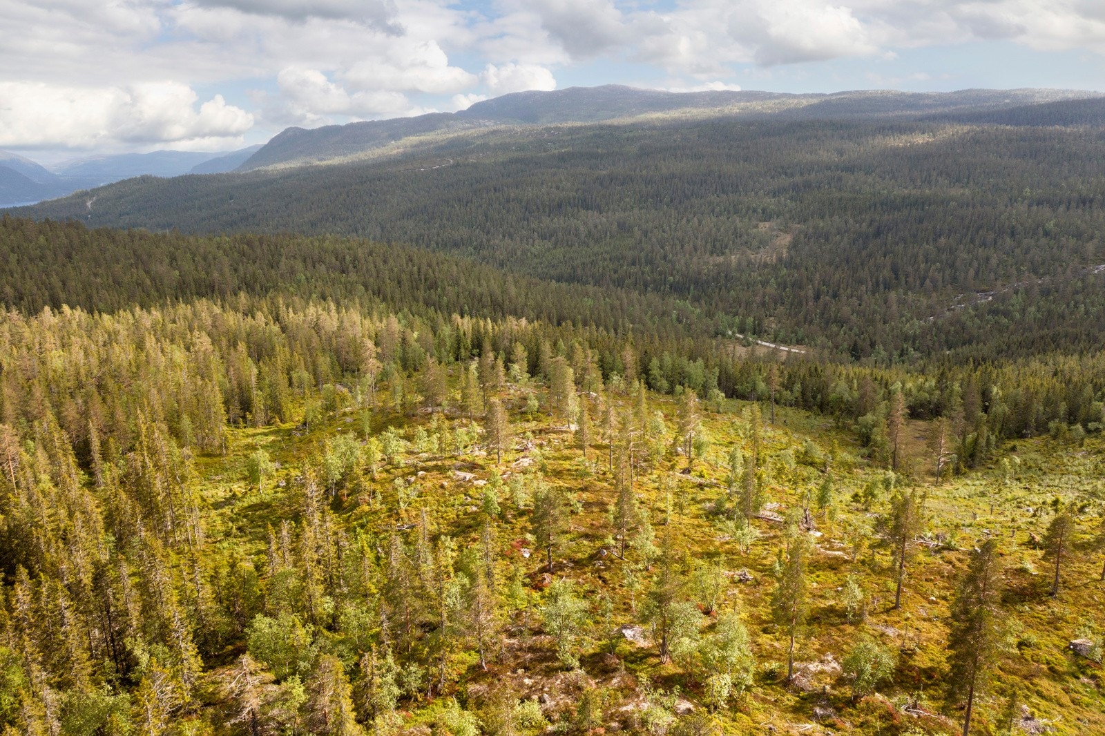 Tomten er sørvendt og har ligger for seg selv uten tilstøtende hyttetomter. Galleribilde