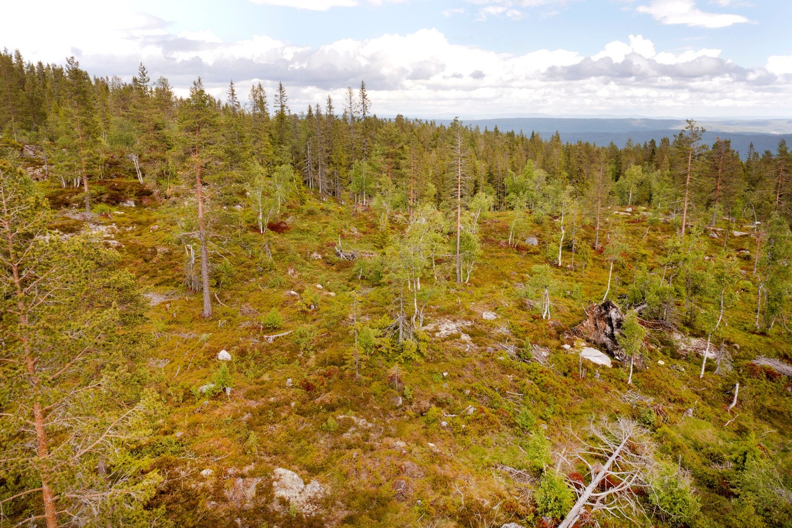 Maksimal gesimshøyde 3,2 meter over terrengs gjennomsnittsnivå. Galleribilde