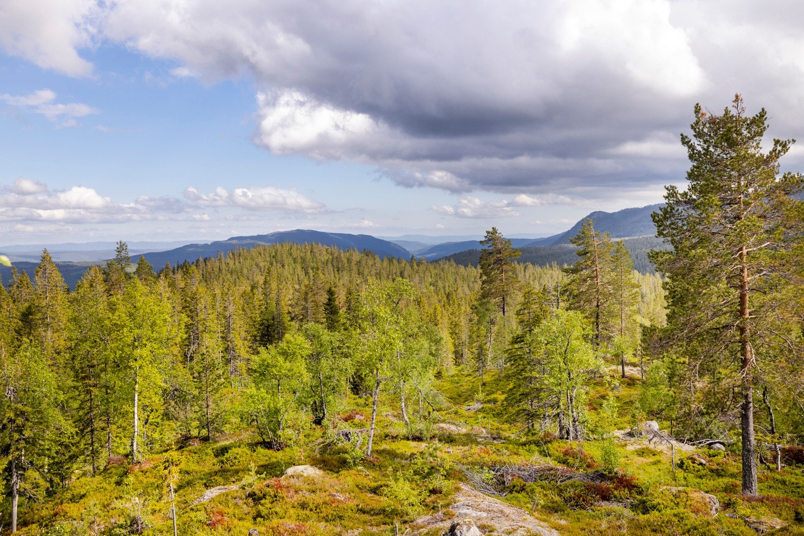 Fin utsikt fra tomten Galleribilde