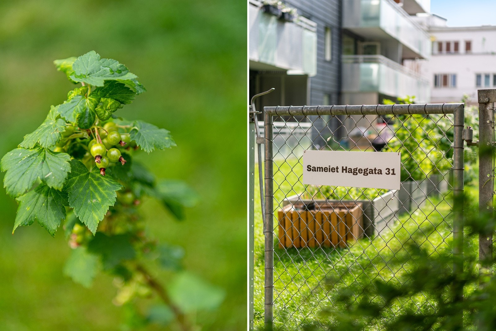 Her er det plantet bærbusker og laget urtekasser for beboerne. Galleribilde