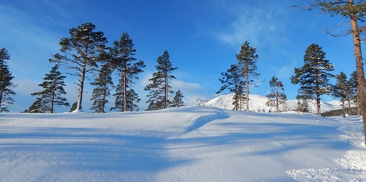 Tomt 38 Galleribilde