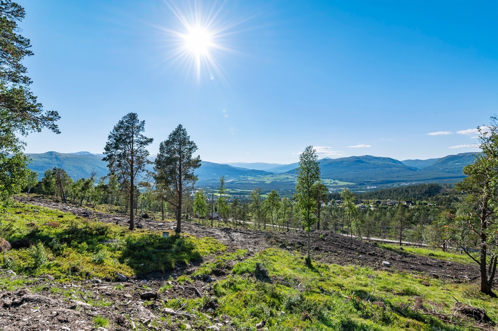 Helårsveg. Galleribilde