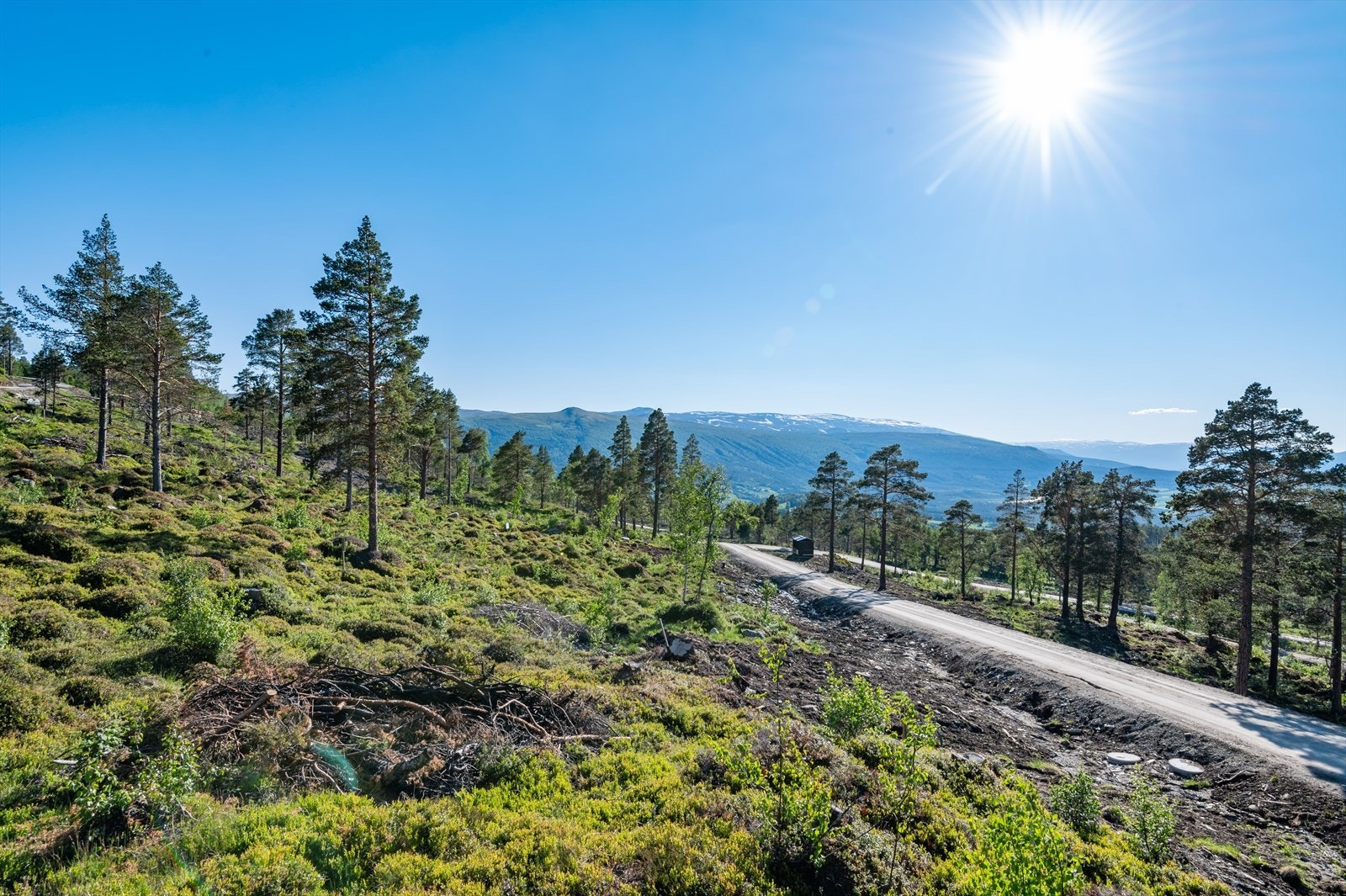 Vegen som går innover i feltet. Galleribilde