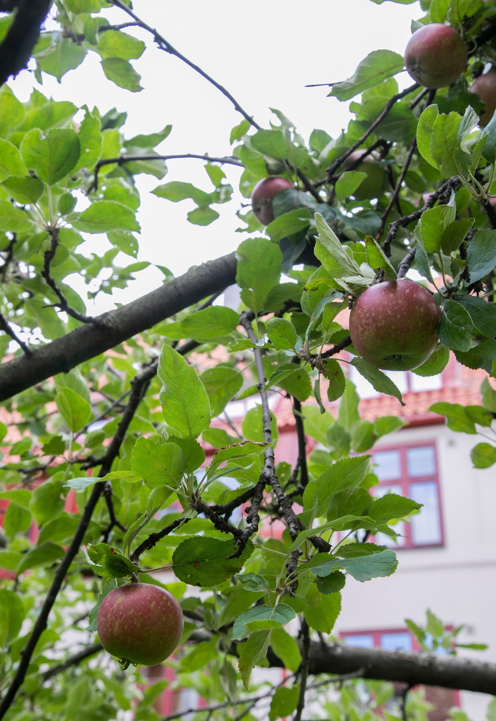 Her er det brosteinslagt gangareal, plen, frukttrær og fin beplantning. Galleribilde