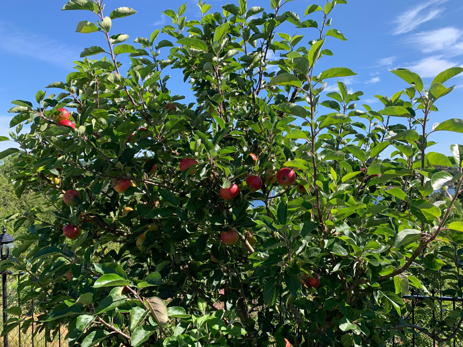 Inngangsparti fra frukthagen. Epletre. Galleribilde