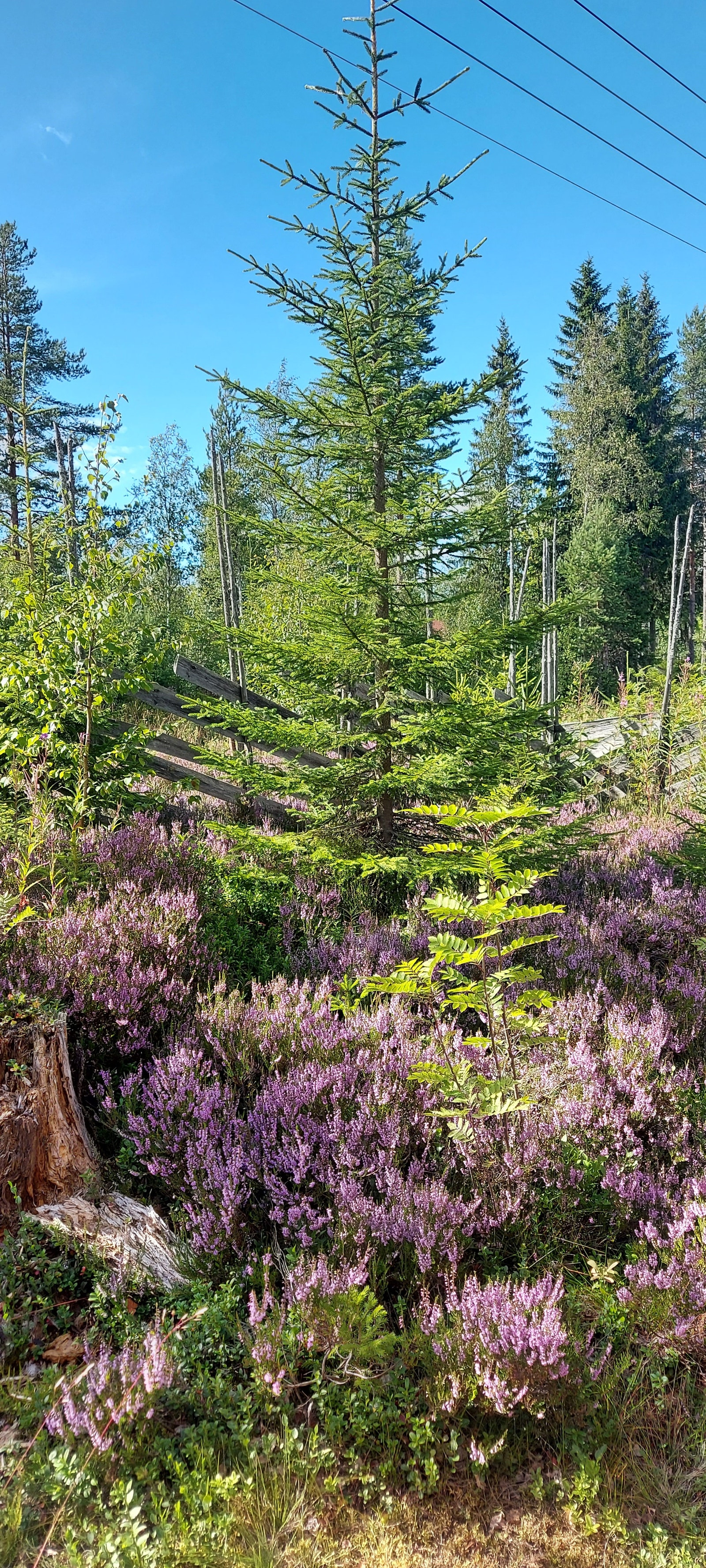 August i Osen Galleribilde