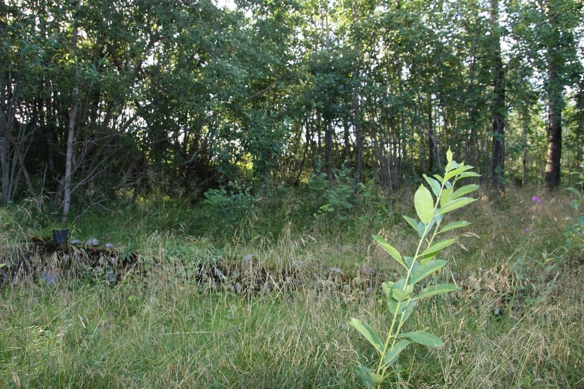 naturrik og skjermet område bak huset Galleribilde