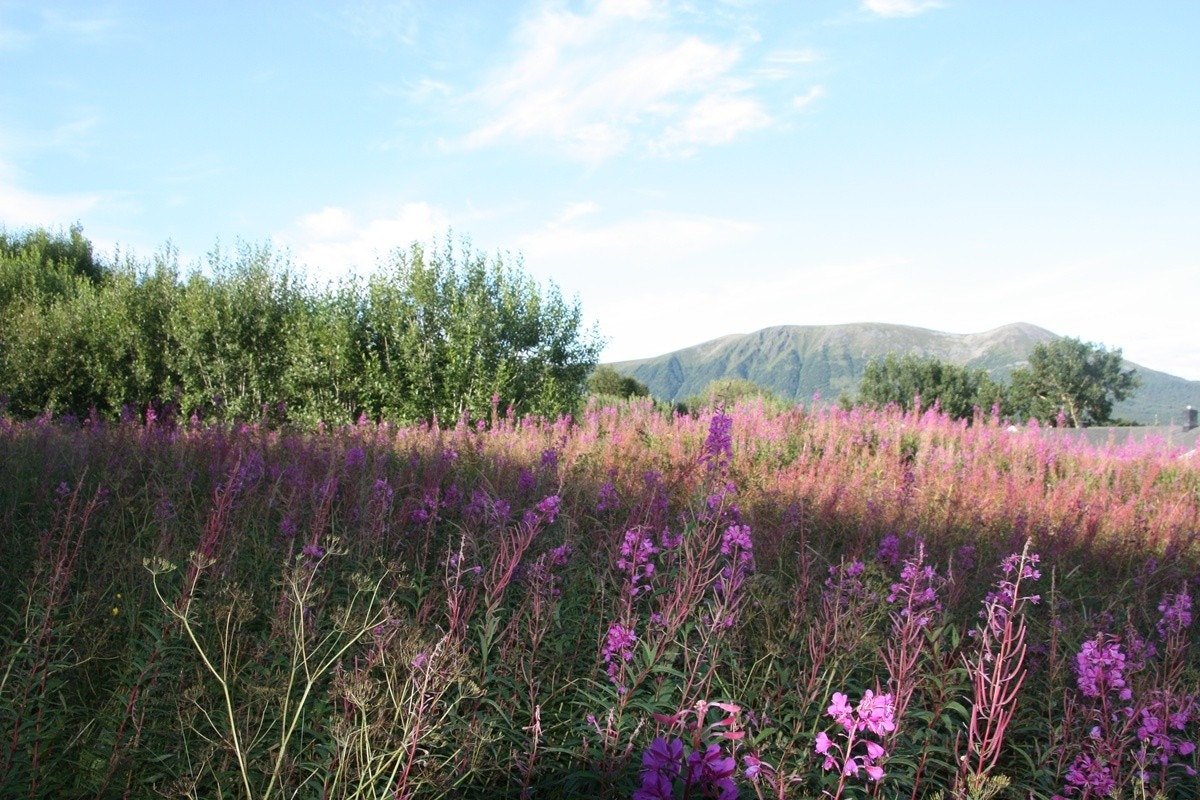 Stort uteområde Galleribilde