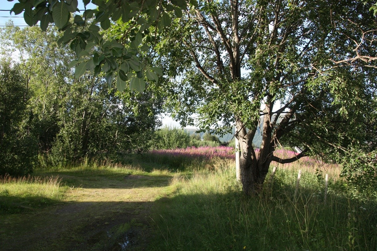 fin og frodig natur rundt boligen Galleribilde