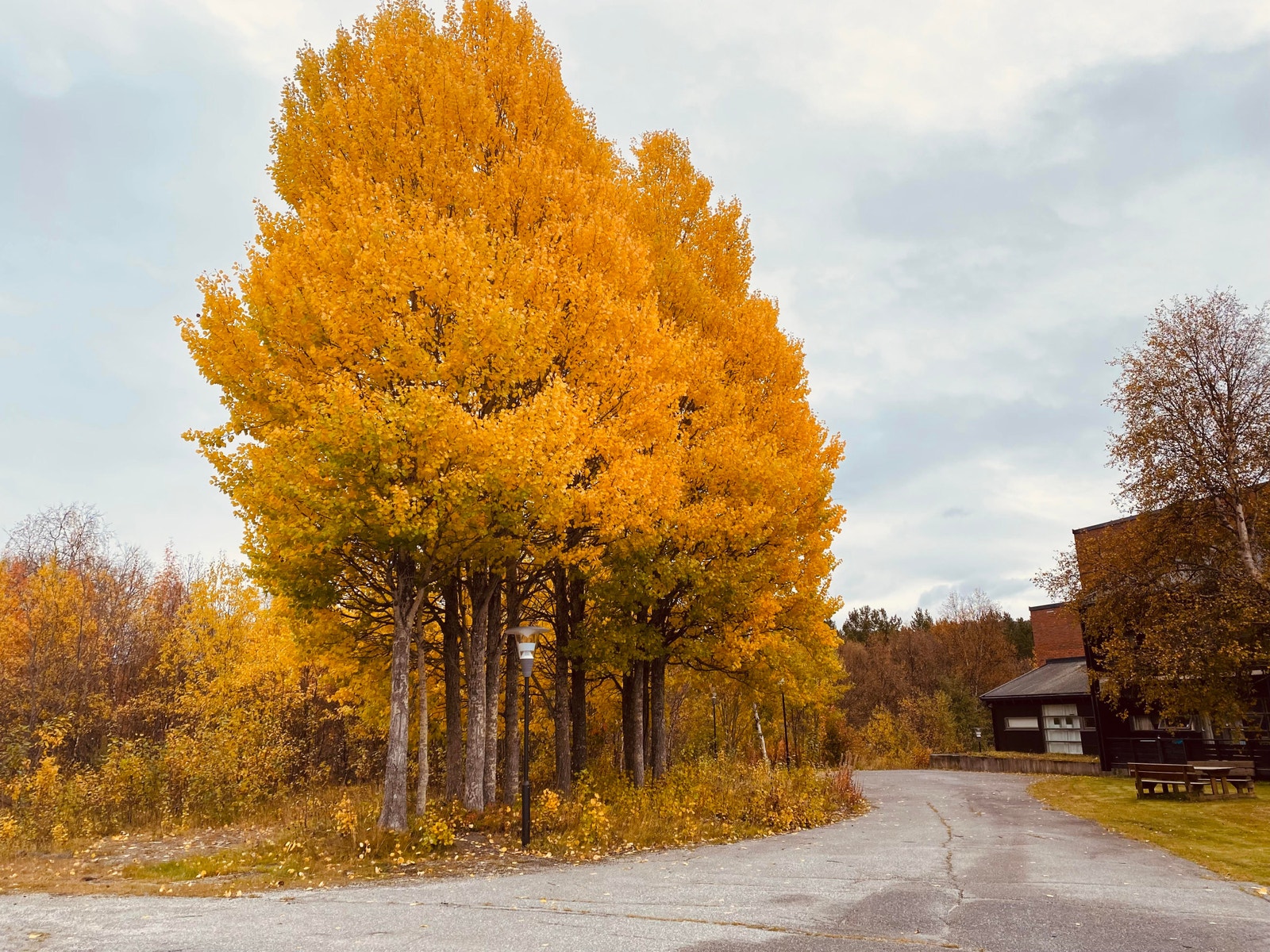 Høstfarger på Geilo Galleribilde