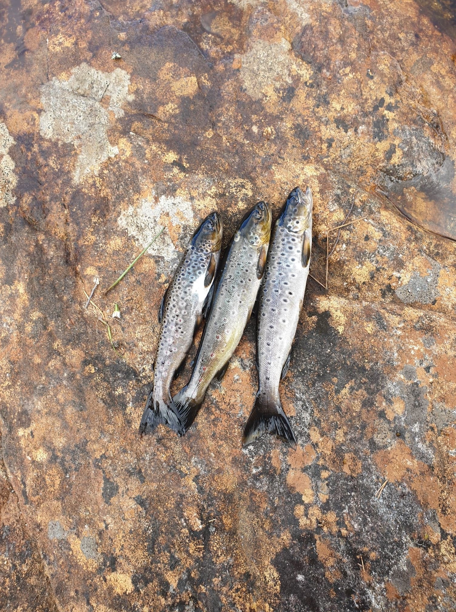 Ørret, fanget i Store Stangevatn. Fiskekort er betalt og ligger på hytten. Galleribilde