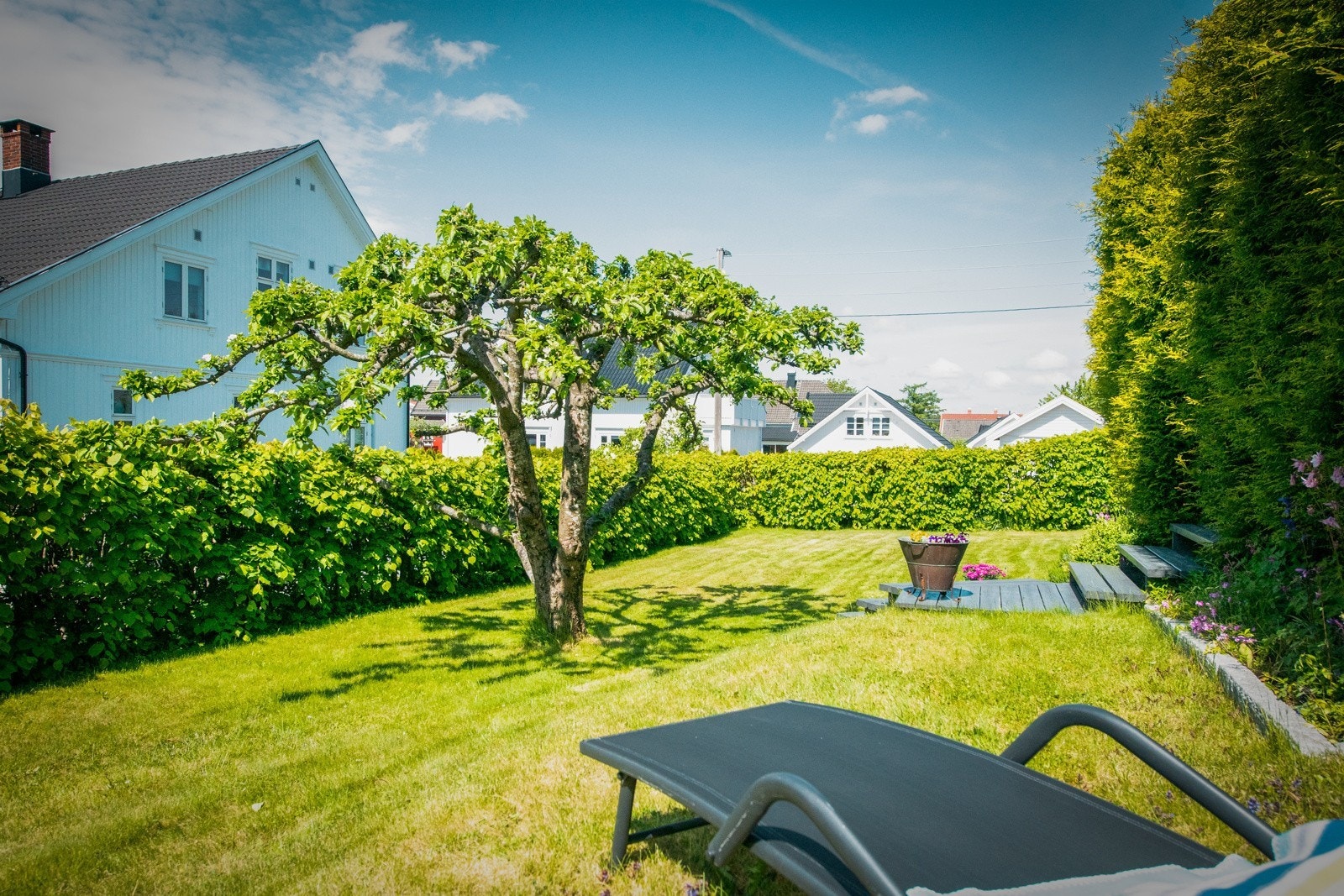 Fint epletre i hagen. Galleribilde