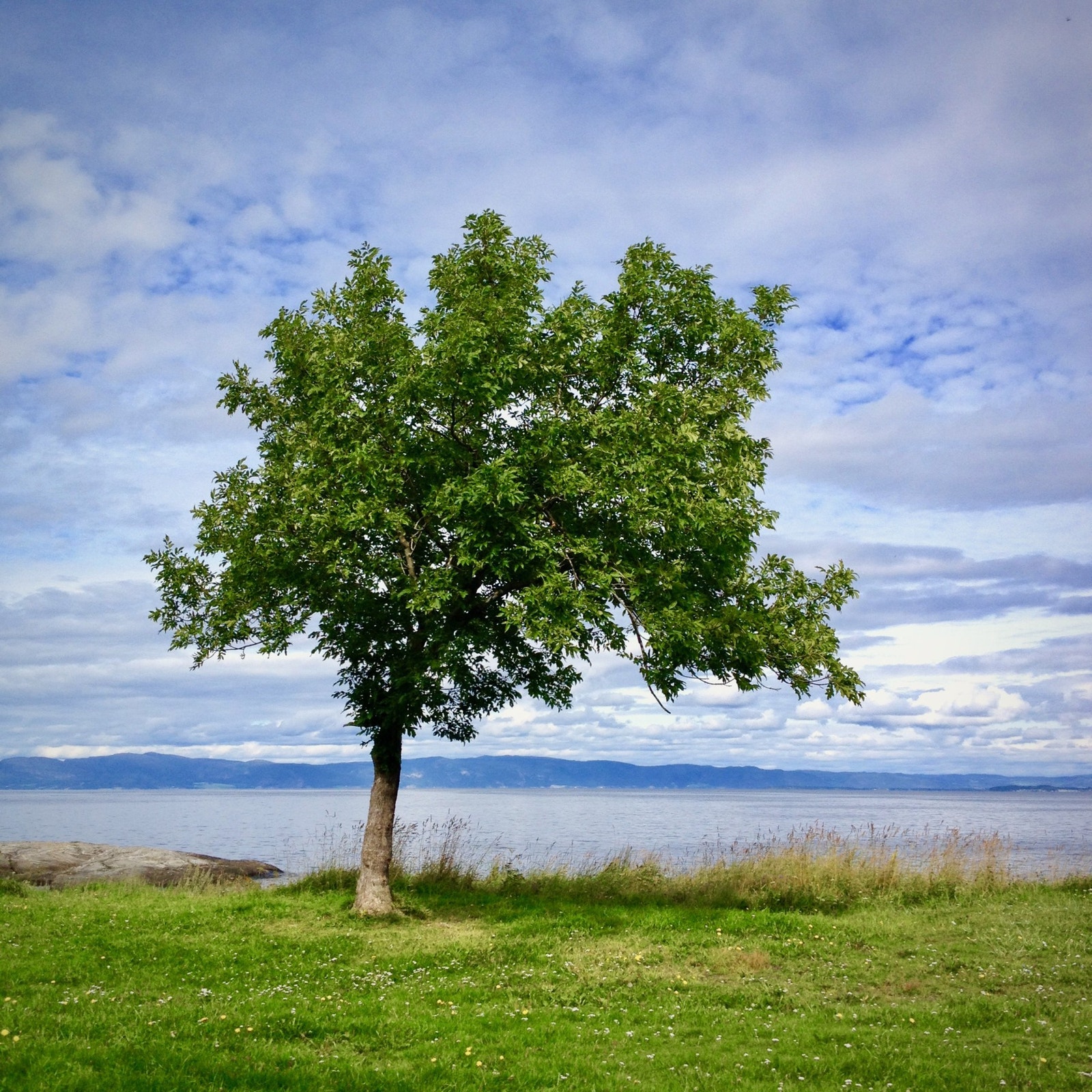Nærområdet byr på flere skoler, barnehager, dagligvarebutikker, idrettsplasser og turområder. Gode bussforbindelser. Galleribilde