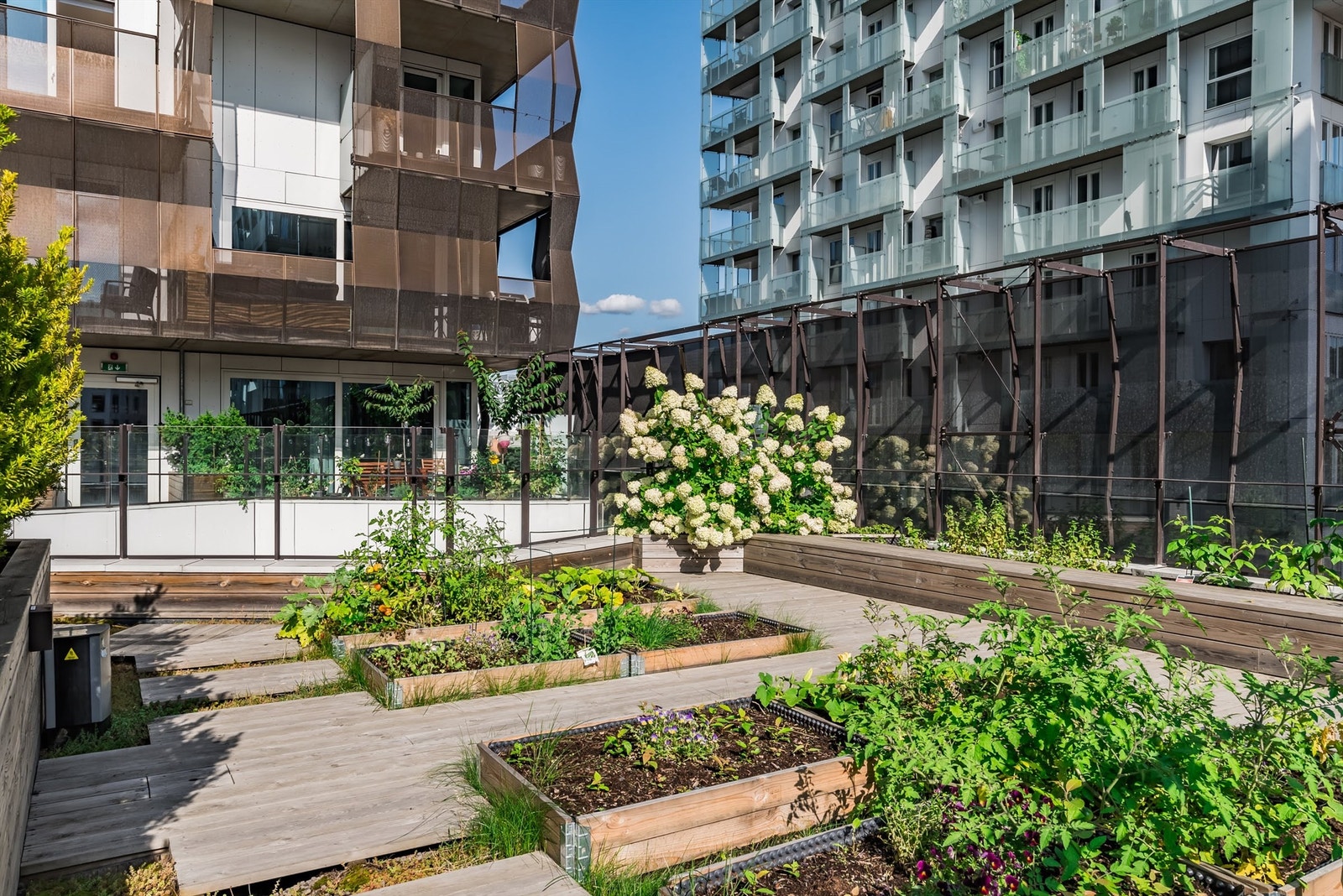 Felles takterrasse med urtehage/grønnsakshage. Galleribilde