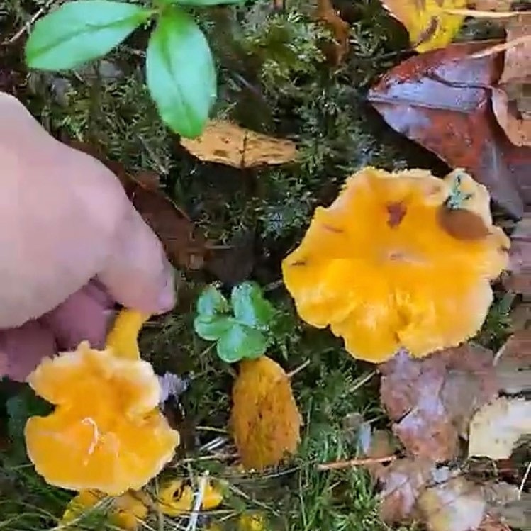 Omgivelsene byr på flott bær- og soppturer Galleribilde