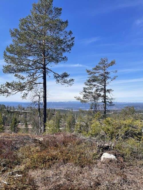 Utsikt fra felt D - Sprangåsen Galleribilde