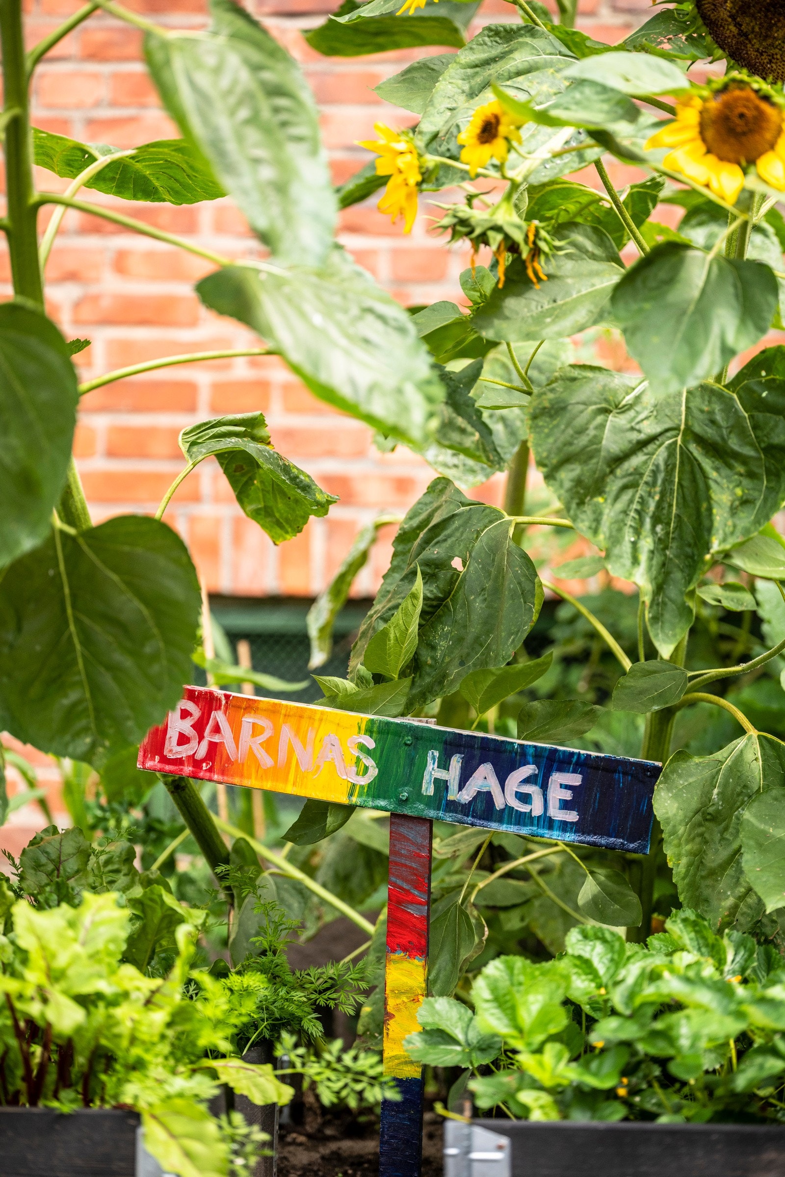 Parsellkasser som er perfekt for de med grønne fingre. Galleribilde