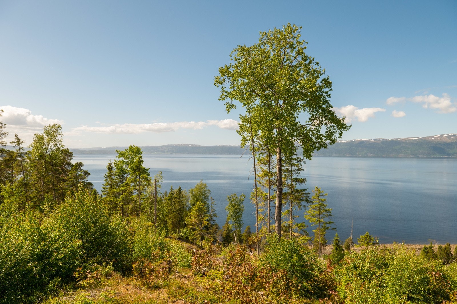 Toppberget9_04 Galleribilde