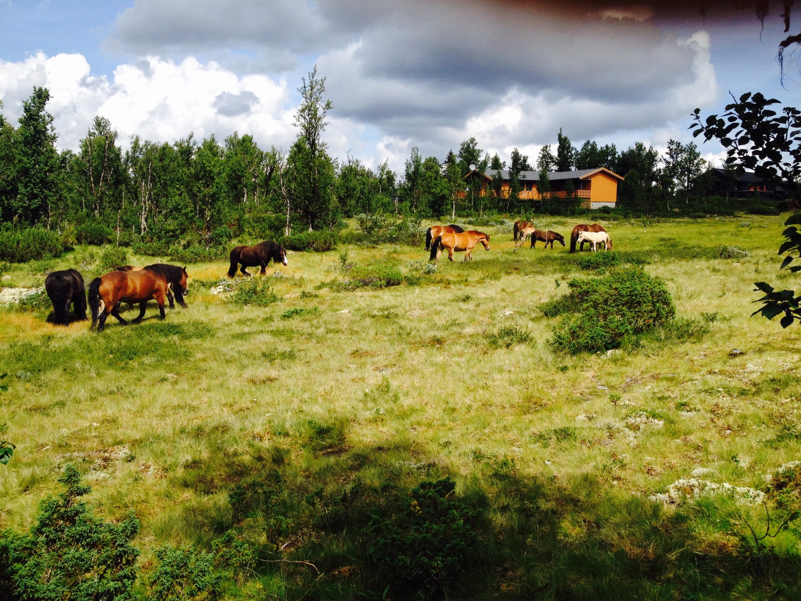 Man kan oppleve hester som beiter fritt i fjellet sommerstid Galleribilde