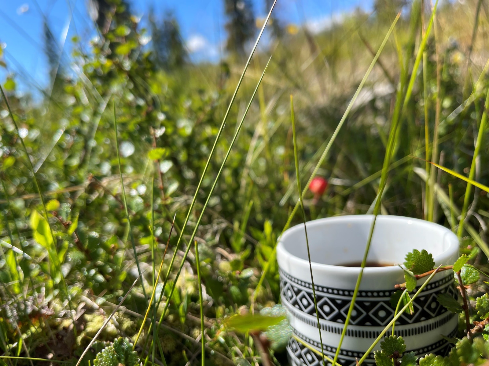 Bærtur og kaffe er en del av fjellets gleder Galleribilde