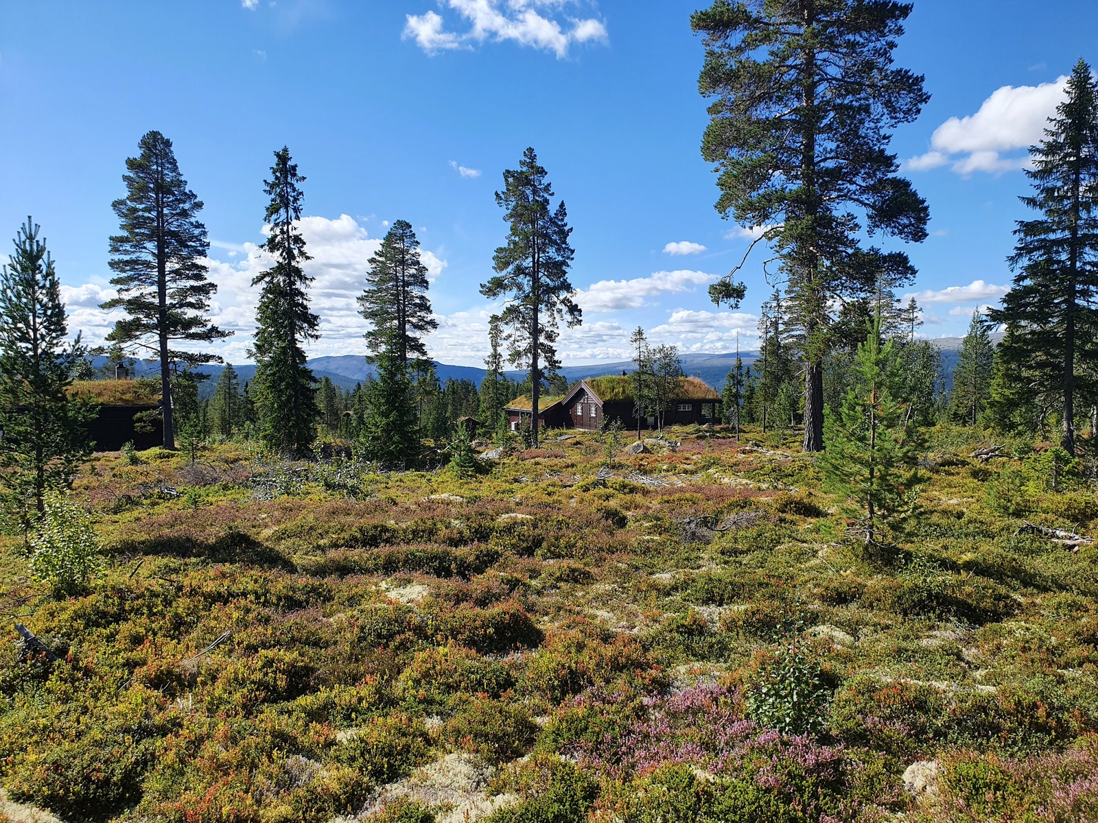 Bildet tatt fra ei tomt i feltet. Galleribilde