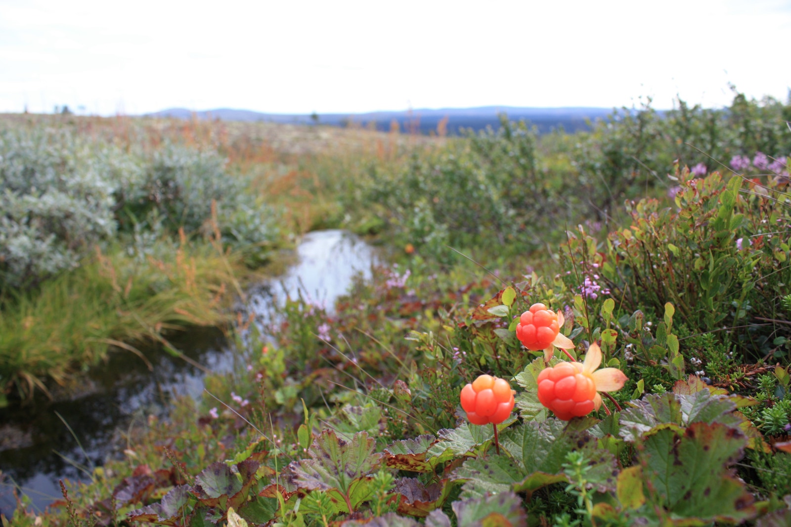 Fjellets gull, rett ved hyttedøra. Galleribilde