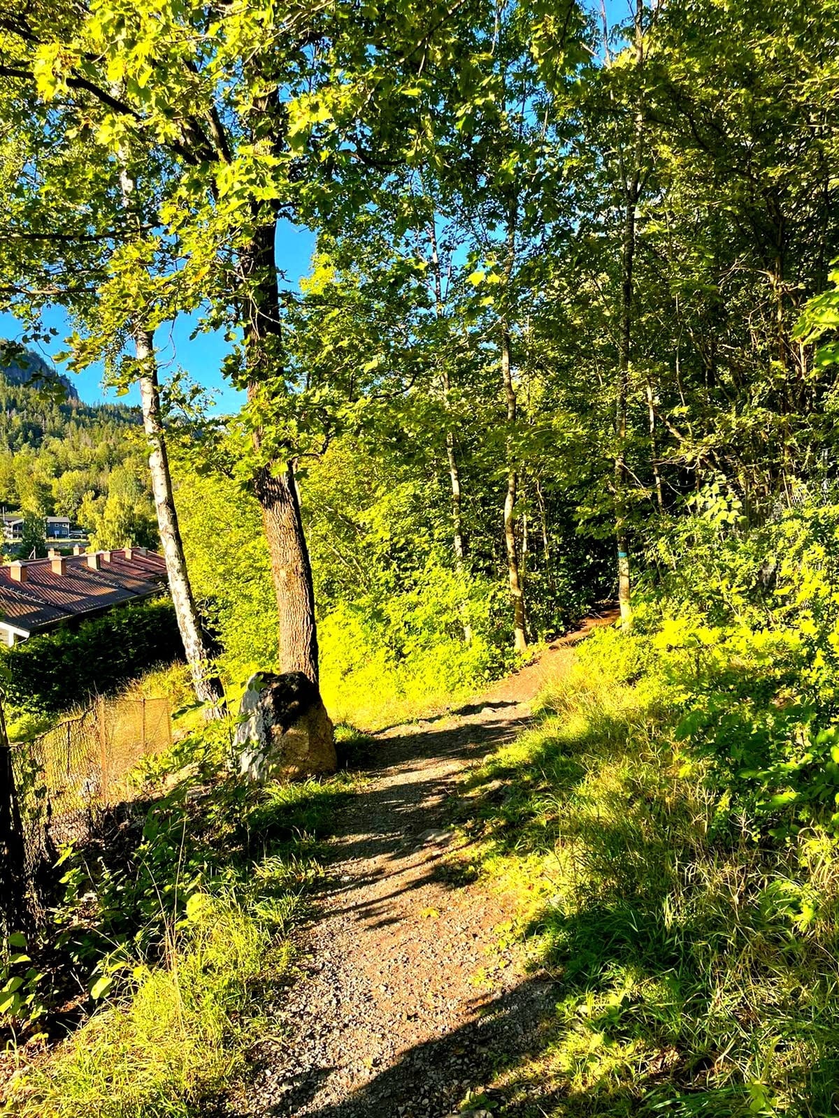 Turstier rett utenfor terassen Galleribilde