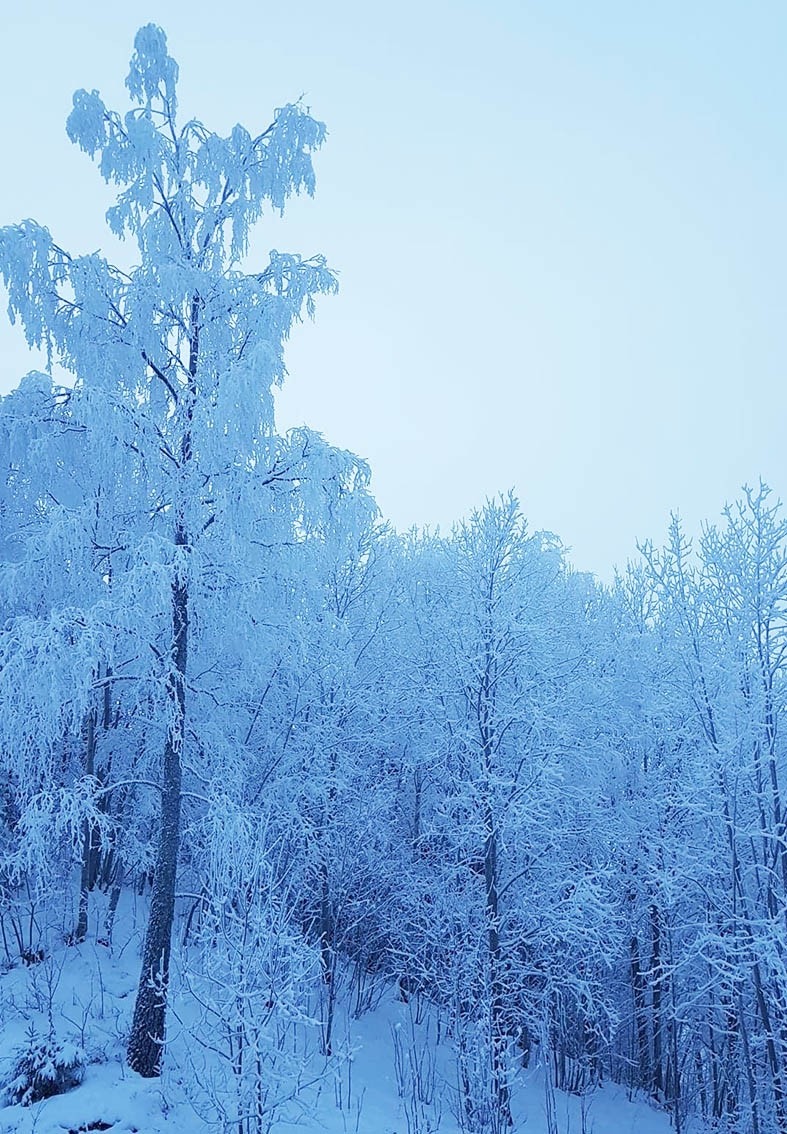 Flott vinterområde med skiløyper. Galleribilde