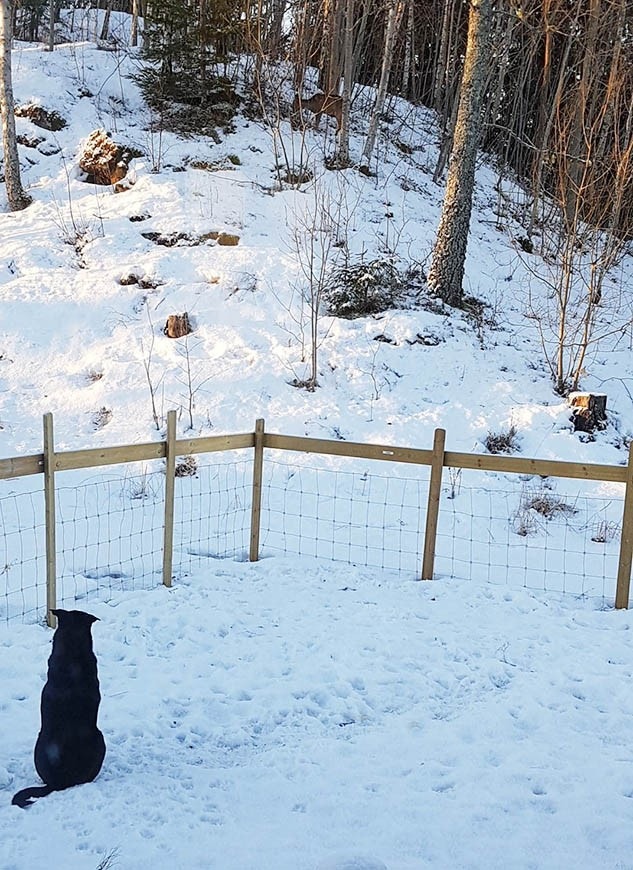 Ser du rådyret? Galleribilde