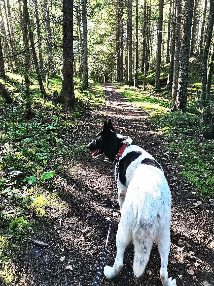 Turmuligheter rett utenfor døra Galleribilde