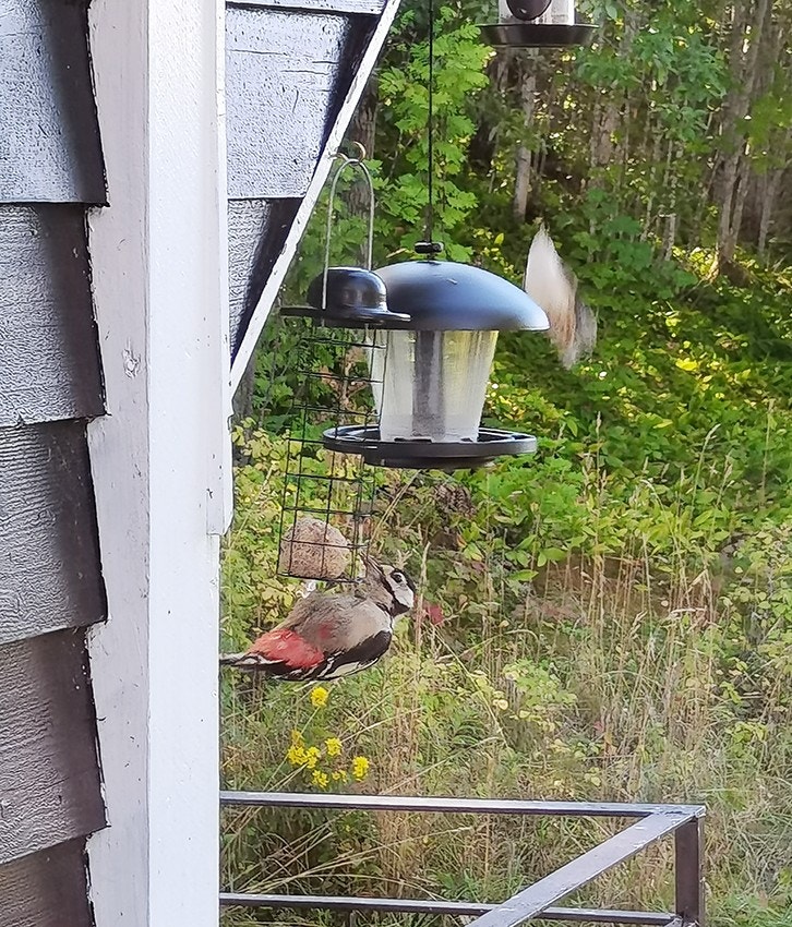 Følg med småfuglene og ekorn utenfor kjøkkenvinduet, husk å mate! Galleribilde
