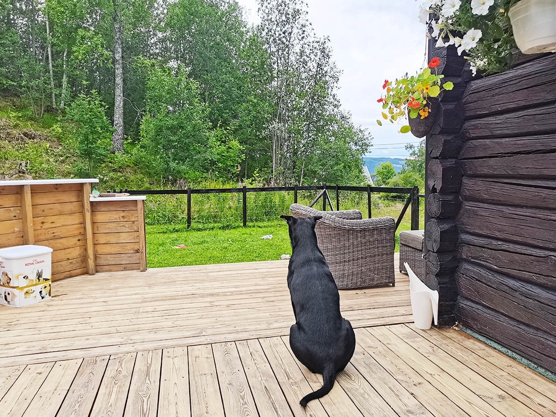 Hundevennlig Galleribilde