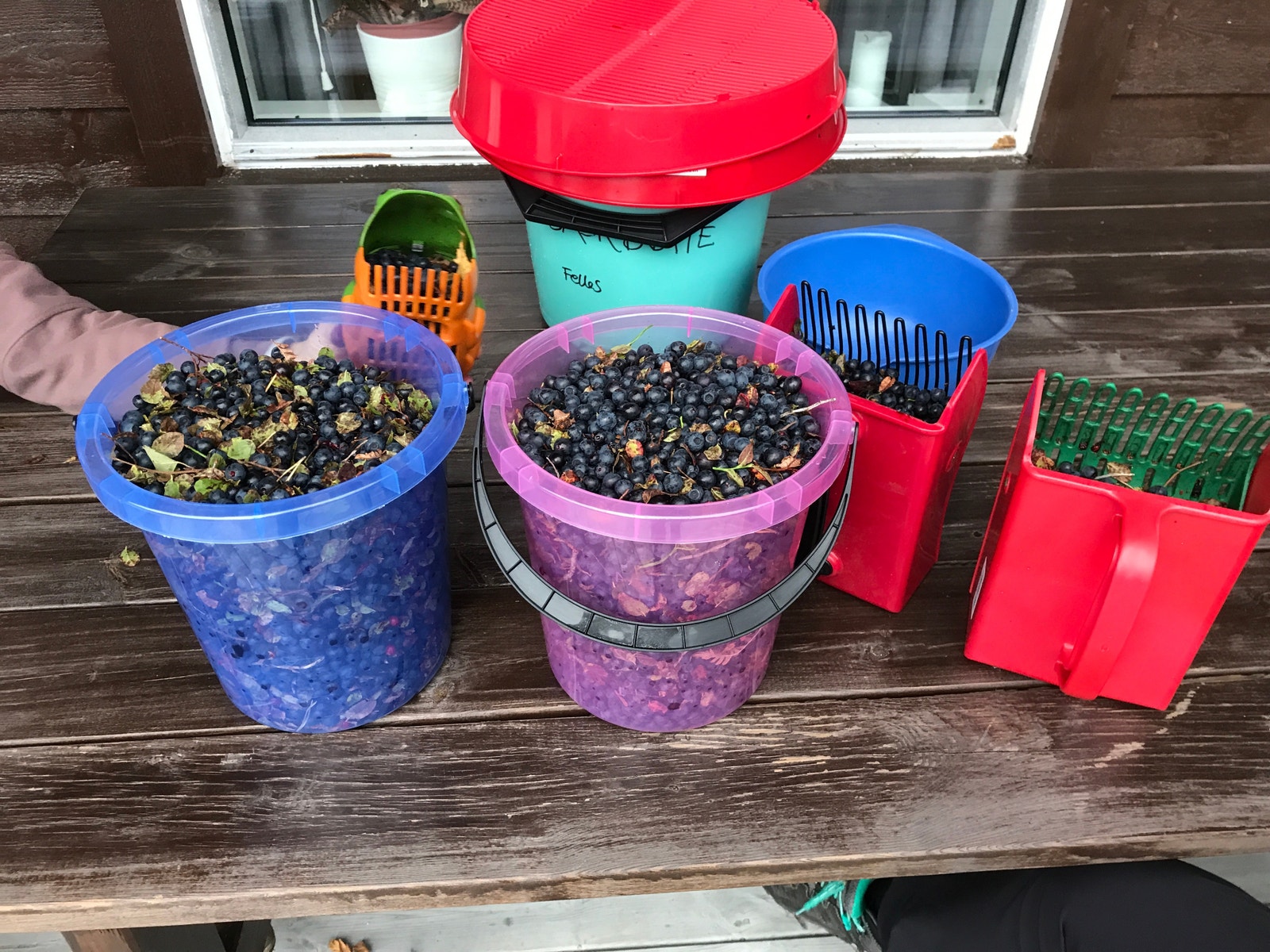 Mye blåbær i området Galleribilde