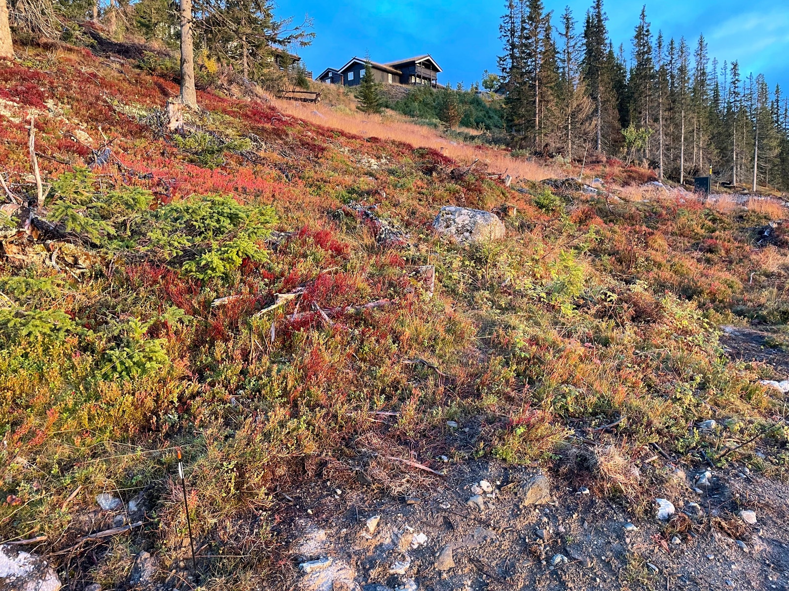 Tomtegrunn Galleribilde