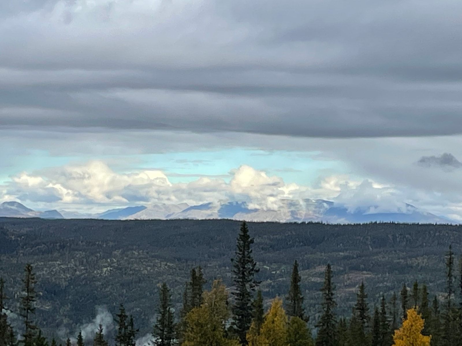 Skogshorn Galleribilde