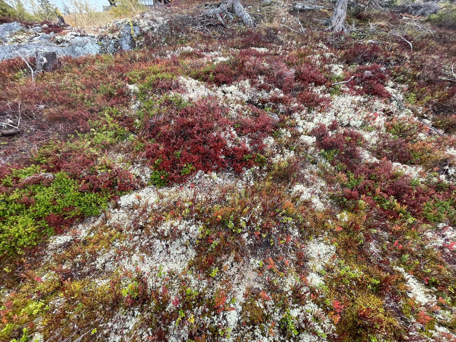 Tomtegrunn Galleribilde