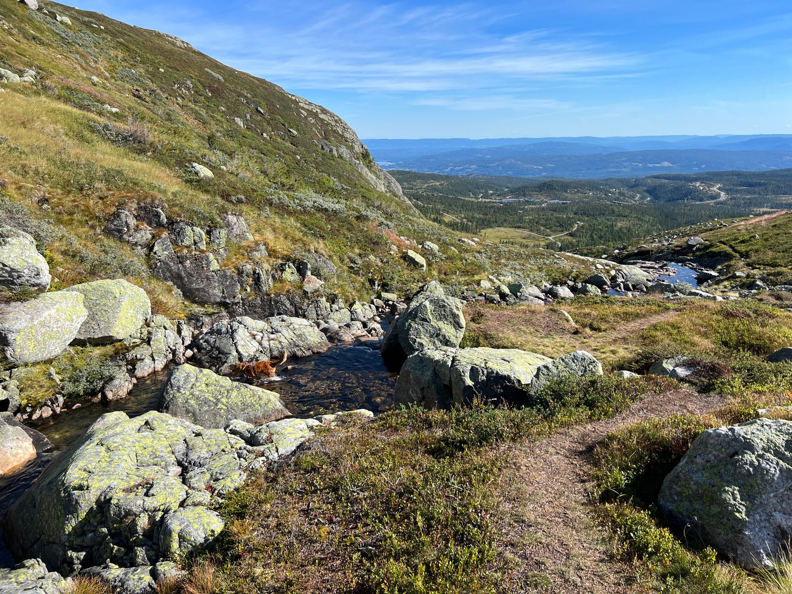 Leppejuv Galleribilde