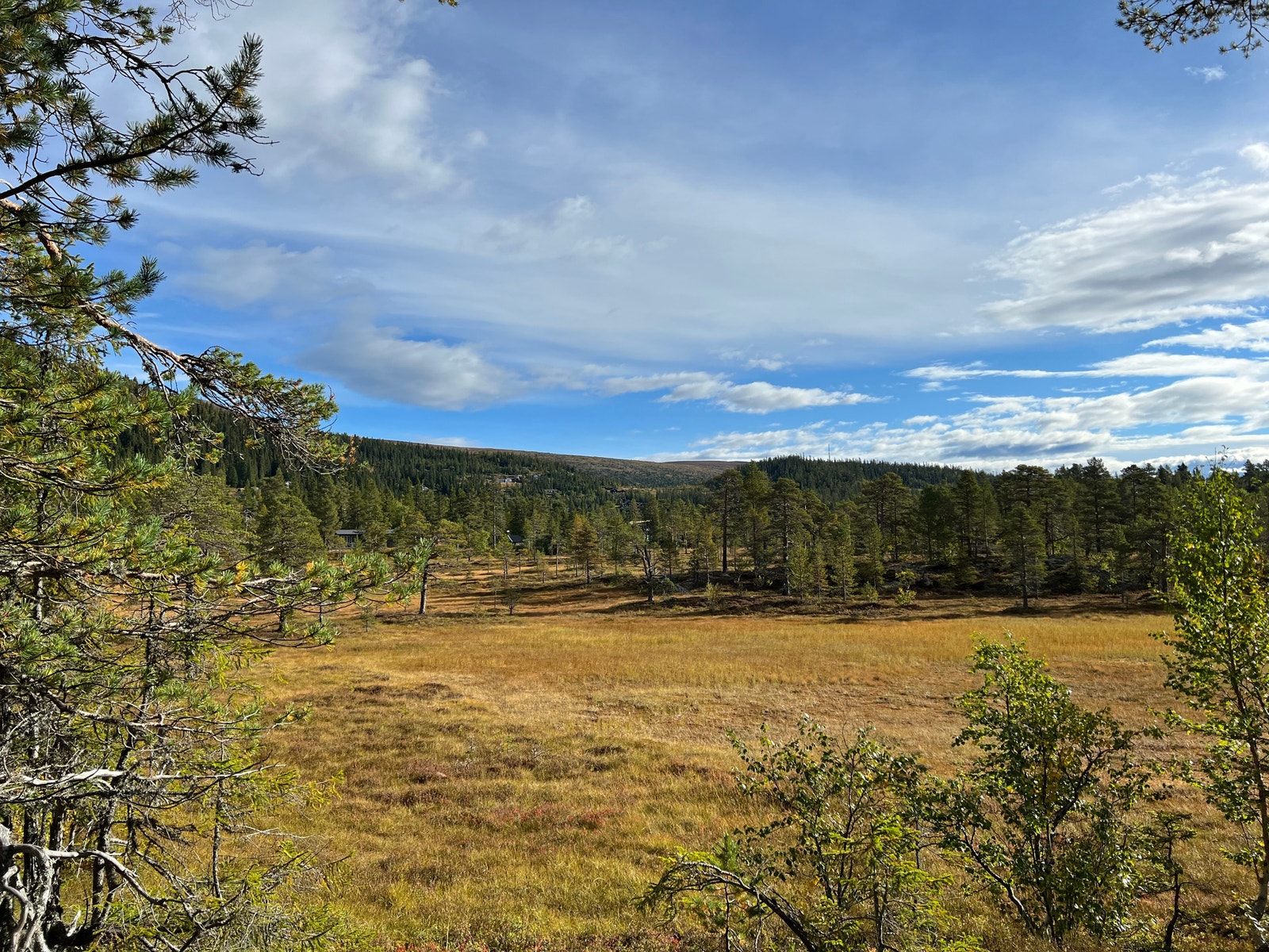 Utsikt mot snaufjellet sommer Galleribilde